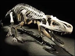 Comment appelle-t-on la discipline qui étudie les fossiles des dinosaures et autres êtres vivants ?