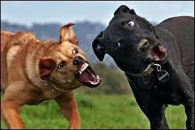 Vous êtes de très mauvaise humeur !