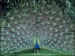 Vous êtes fier/fière comme :