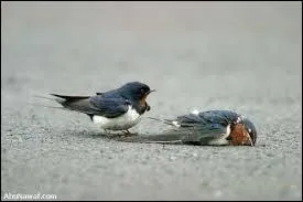 Vous n'avez aucune mémoire !