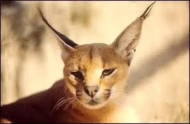 Vous êtes très attentif/attentive !