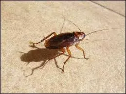 Vous ne vous sentez pas bien, vous avez :