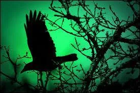 Cela est noir comme :