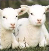 Vous êtes extrêmement docile !