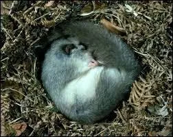 Vous dormez d'un sommeil de plomb !