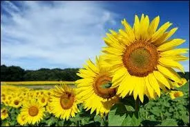 Le tournesol est originaire d'Amérique du Nord.