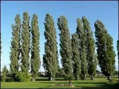 On appelle "peupleraie" un lieu où sont plantés des peupliers.