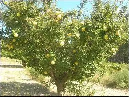 L'arbre qui produit des coings s'appelle le coingnier.