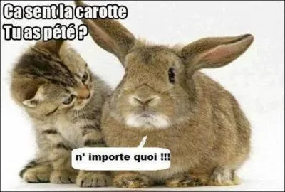 Si je vous dis 'pet'