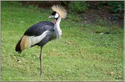 Si je vois dis 'grue'