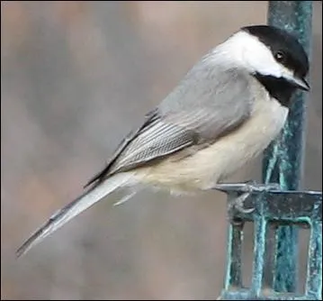 Je suis un oiseau du continent nord-américain. J'ai le nom d'un de ses territoires.