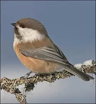 Je suis présente à la fois sur le vieux et le nouveau continent. On me trouve au nord de la Norvège et de la Suède.
