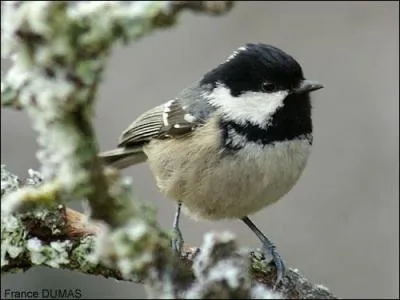 Mon nom est trompeur. Seule ma tête est noire avec des joues blanches et une tache blanche sur la nuque.