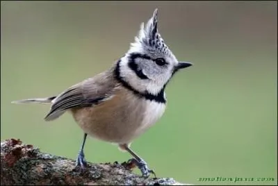 Regardez ma tête. Vous pourrez m'identifier rapidement.