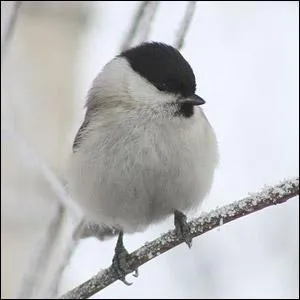 Je ressemble beaucoup à une autre mésange mais je suis plus nordique qu'elle.