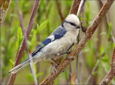 Pour ne pas me confondre avec une autre mésange aux ailes bleues, regardez ma calotte. Elle est blanche !