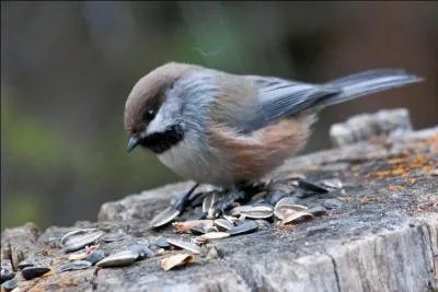Je réside dans les forêts boréales, de l'Alaska jusqu'à Terre-Neuve.