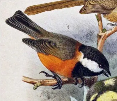 J'habite dans les forêts tempérées de Chine. Ne vous trompez pas de prénom !