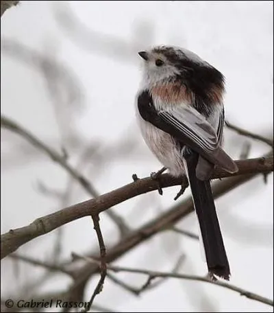 Observez-moi et vous trouverez mon nom.