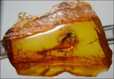 Quel est le nom de cette gemme organique ?