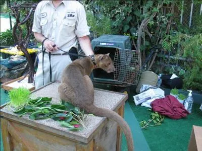 Cet animal est endémique de ce pays, si vous l'identifiez, vous trouvez la ville !