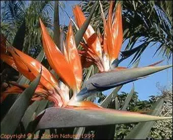 Quel nom porte aussi la fleur nommée "oiseau de Paradis" ?