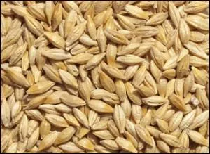 Quelle est cette céréale ?