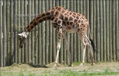 Cet animal dort toujours couché.