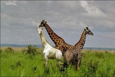 Chaque animal a un pelage unique.