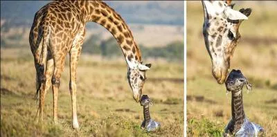 Pour la mise bas, la femelle reste debout.