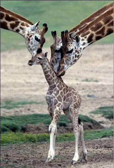 Le petit s'appelle un girafeau.