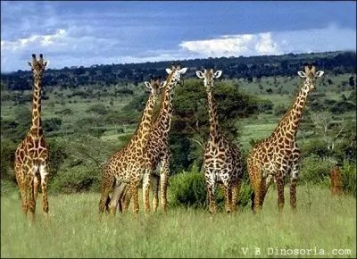 L'homme ne chasse pas cet animal.