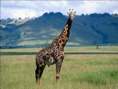 Cet animal est une girafe.