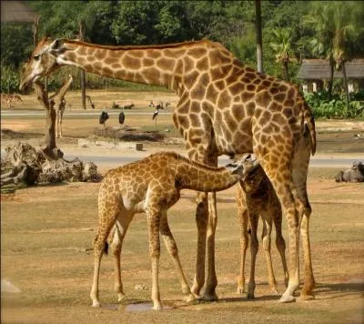 C'est un mammifère.