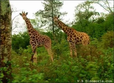 Son ancien nom était camaguépard.