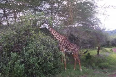 Cette dame de la savane vit dans des endroits boisés pour pouvoir s'alimenter.