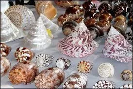 Un collectionneur de coquillage est un ...