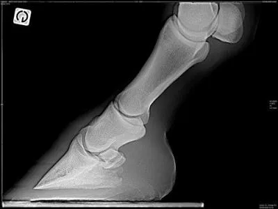 Quel est le nom des 3 phalanges du cheval ?