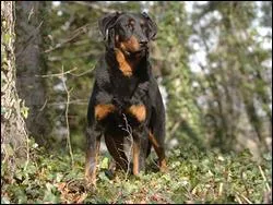 Quelle est la race de ce chien ?