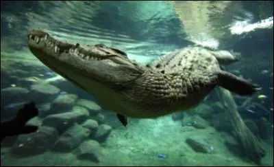 Quel est cet animal ?