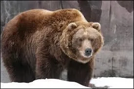 Quel est cet animal ?