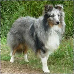 Quelle est la race de ce chien ?