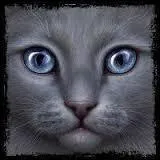 Quel est le nom de chaton d'Étoile Bleue ?