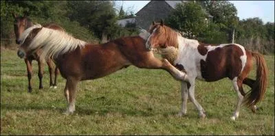 Pour quelles raisons un cheval donnerait-il un coup de sabot ?