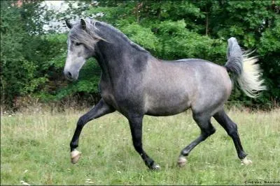 Vers quelle structure un cavalier féru de nature et de balades devrait-il se tourner ?