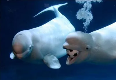 Regardez ce qu'il a dans la gueule et trouvez le sport !