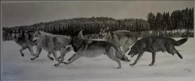 Là on peut parler de longue haleine, quel sport vous parait le mieux représenté par la meute ?