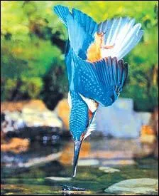 Aucun risque d'erreur, reconnaissez l'oiseau et vous reconnaitrez le sport !