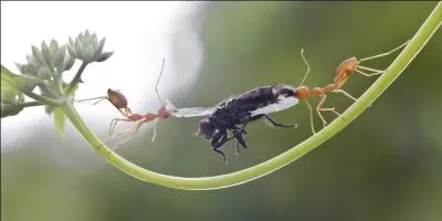 J'aurais tendance à vous dire de ne pas participer à la "mêlée", alors quel est ce sport ?