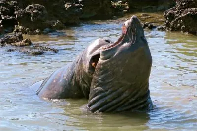 Dans ce sport, le tour de taille donne un avantage !